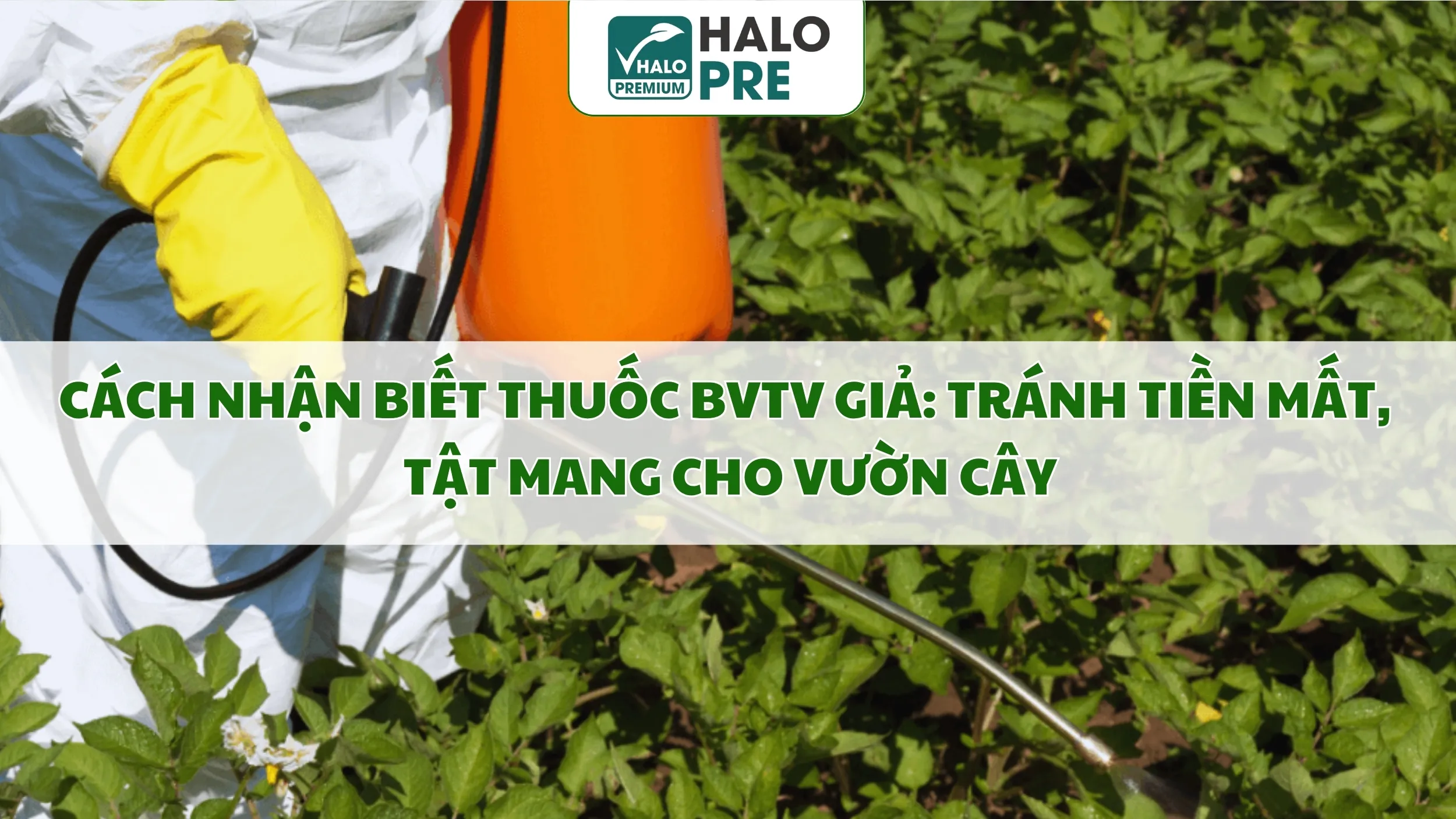 Cách Nhận Biết Thuốc BVTV Giả: Tránh Tiền Mất, Tật Mang Cho Vườn Cây
